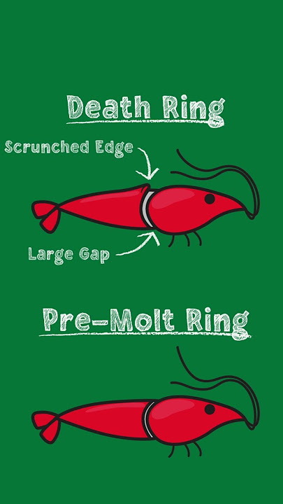 White Ring of Death example
