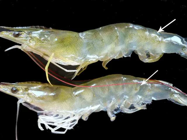 Muscular Necrosis
