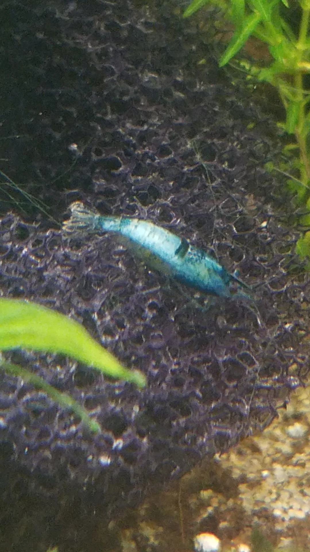 Milky white necrosis