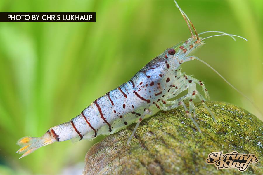 Advanced necrosis on shrimp