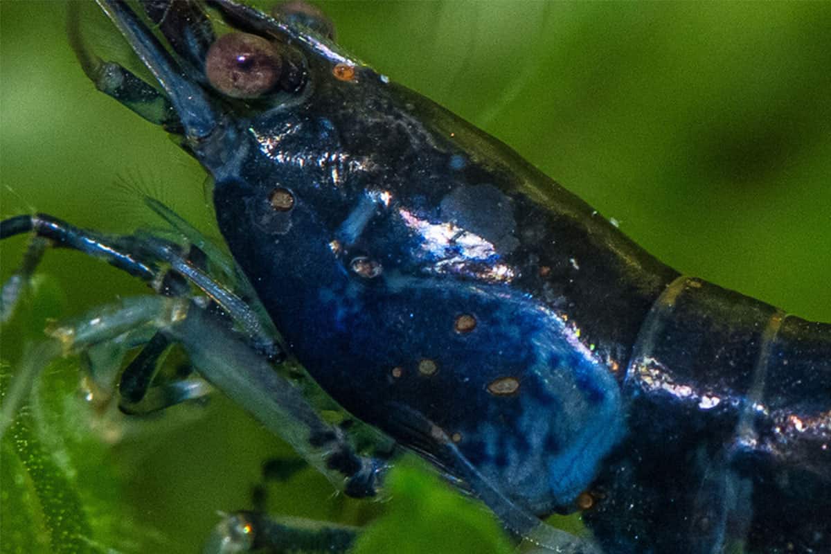 Rust Disease
