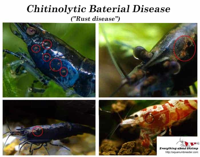 Rust Disease pitting