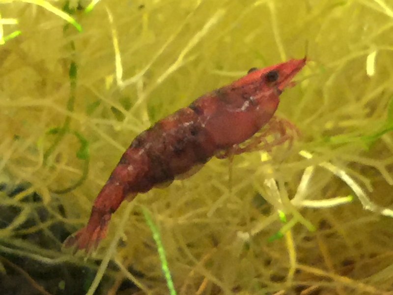 Rust Disease on tail