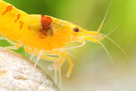 Rust Disease on shrimp