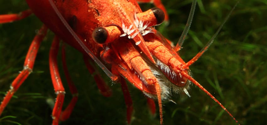 Scutariella Japonica on shrimp