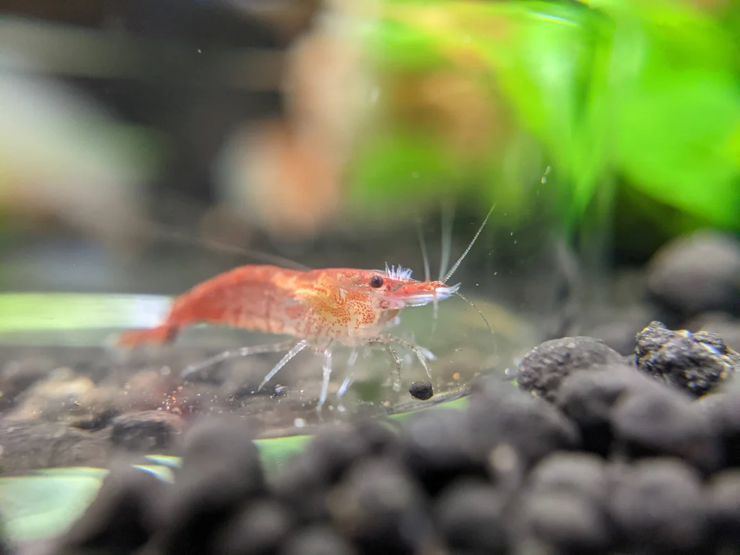 Scutariella Japonica on shrimp