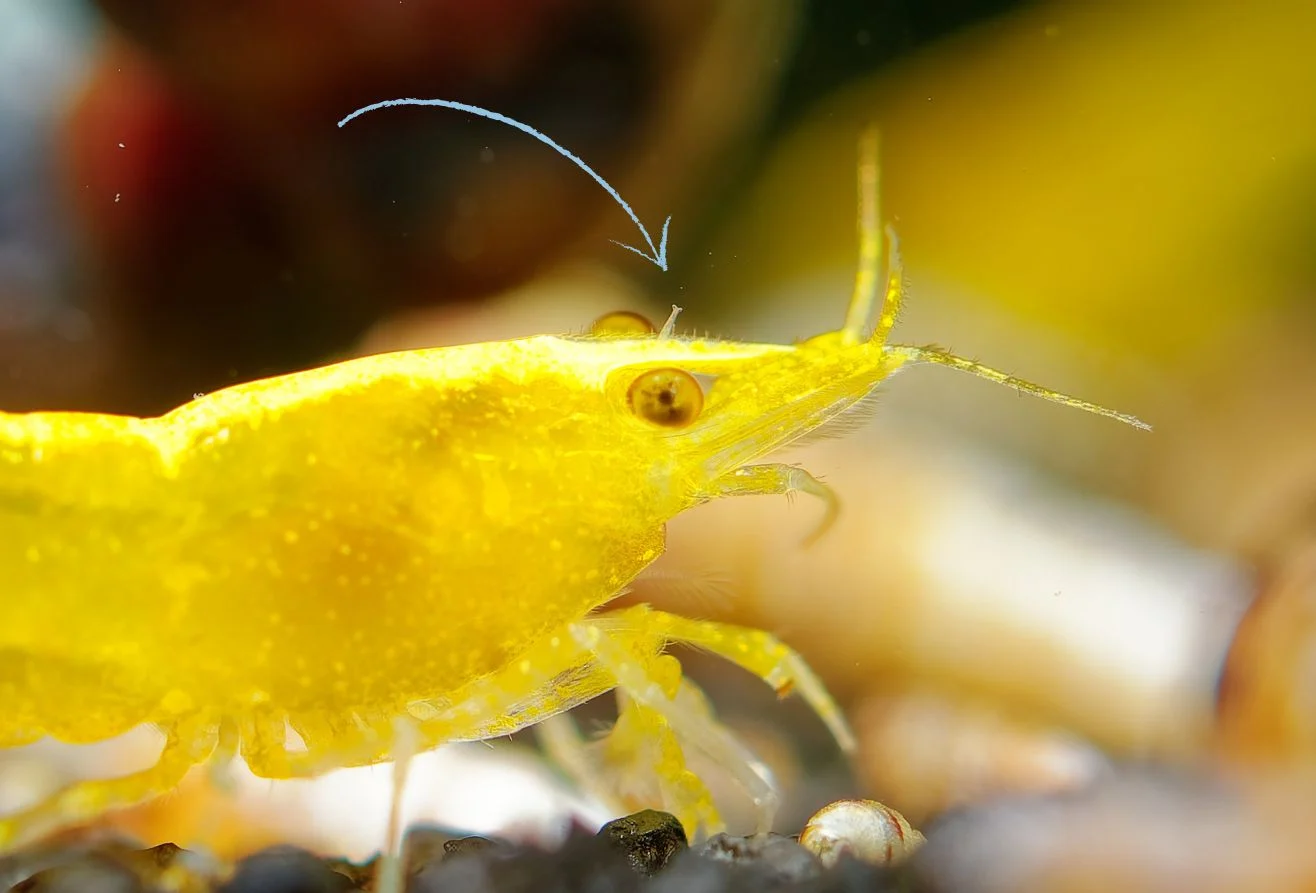 Scutariella Japonica on shrimp
