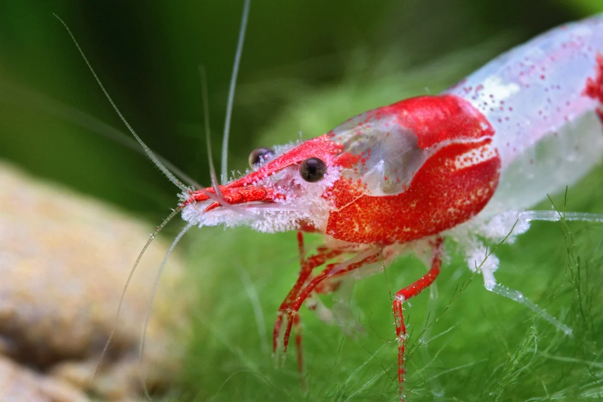 Vorticella on shrimp