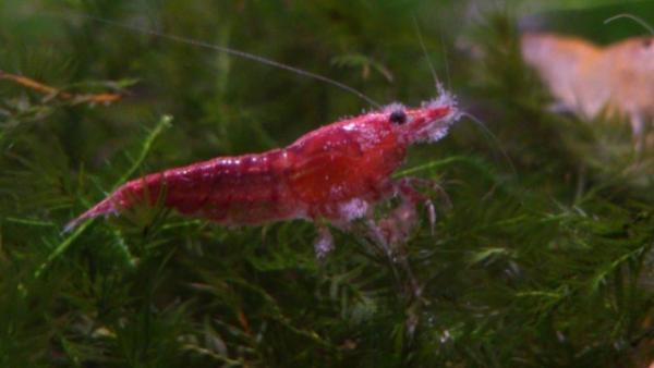 Vorticella on shrimp