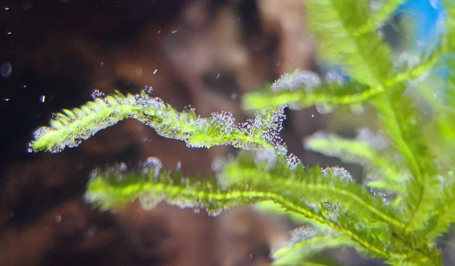 Vorticella on shrimp
