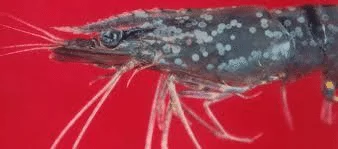 White Spot Syndrome Virus