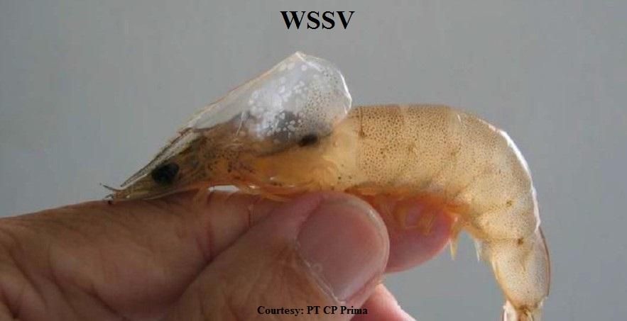 WSSV infection on shrimp