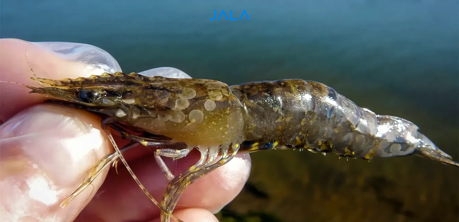 WSSV infection on shrimp