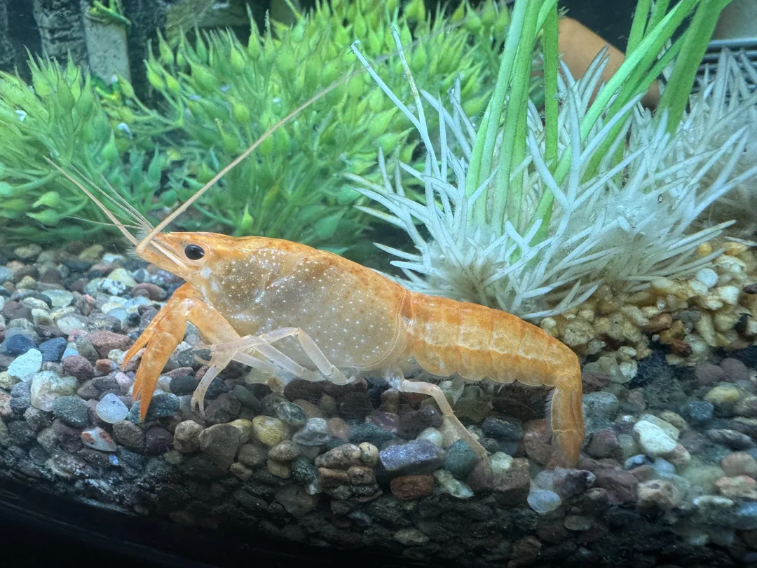 WSSV infection on shrimp