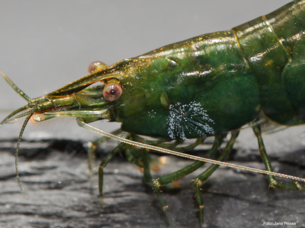 Zoothamnium on shrimp
