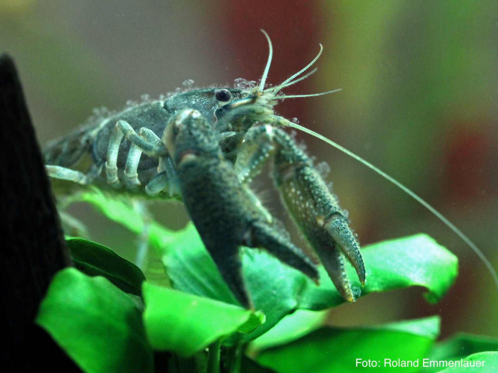 Zoothamnium on shrimp