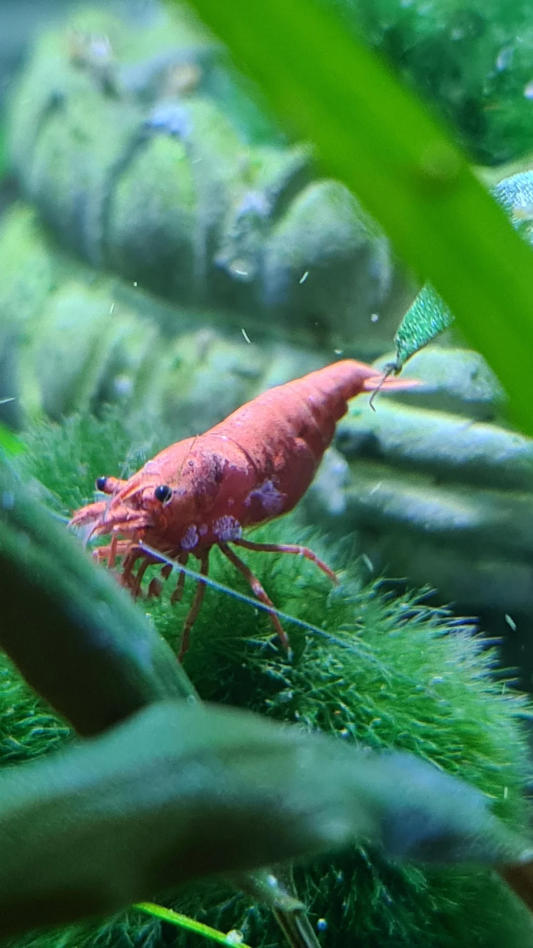 Zoothamnium on shrimp