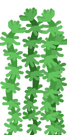 Hornwort
